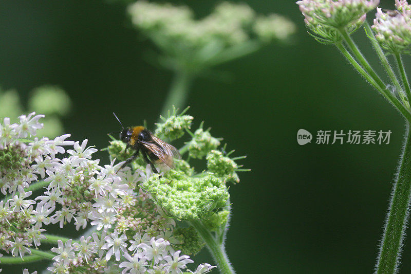 野生西部蜜蜂在天然野生花园里采集牛欧芹野花花粉，并为种子授粉，绿色背景，黑色和橙色条纹的蜜蜂准备返回蜂房养蜂人/养蜂人的爱好